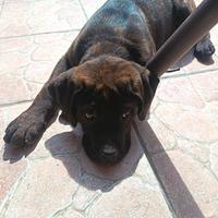 Vendita cucciolo cane corso