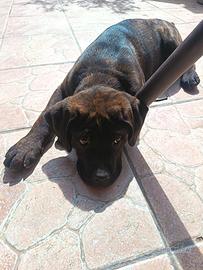 Vendita cucciolo cane corso
