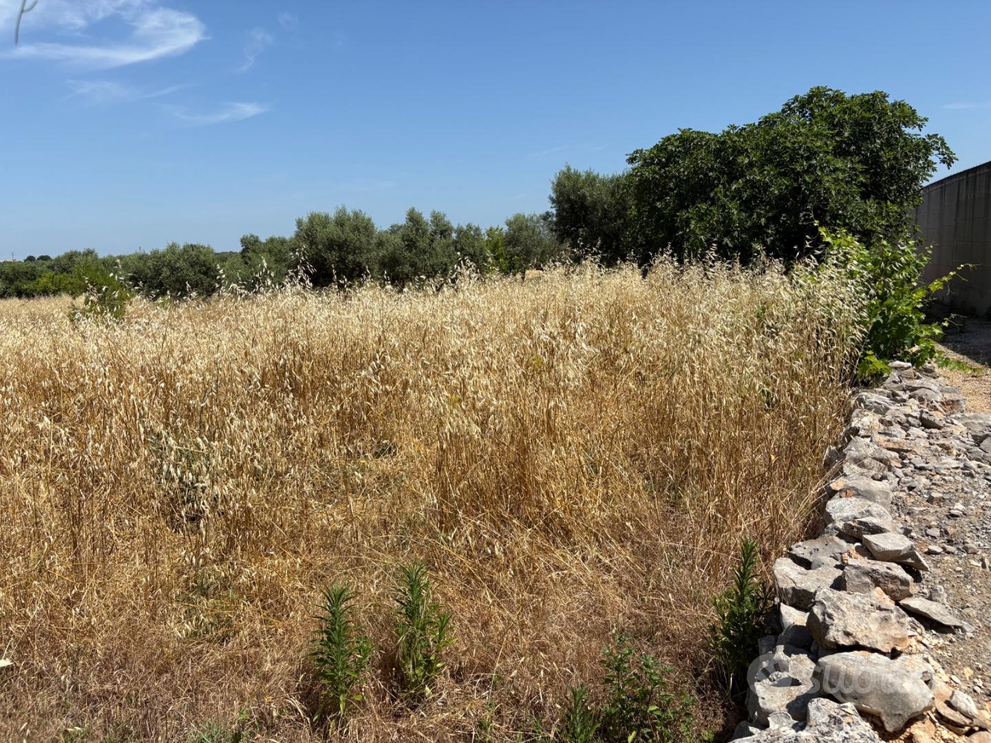 Terreno agricolo - Vista 5