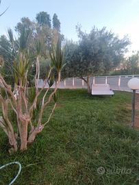 Athena resort