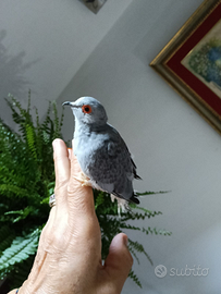 Tortorella diamantina docile