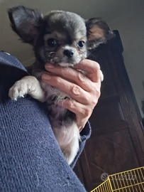 Chihuahua pelo lungo