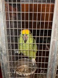 Amazzone fronte gialla