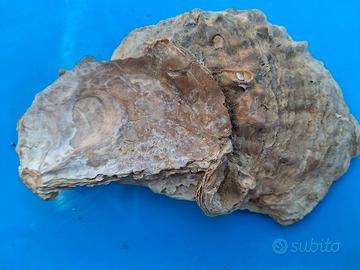 Conchiglia fossile bivalve autentica