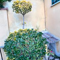 pianta dal giardino