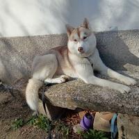 Femmina Siberian Husky per monta