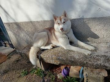 Femmina Siberian Husky per monta