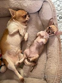 Disponibili splendidi cuccioli di Chihuahua