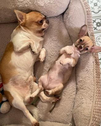 Disponibili splendidi cuccioli di Chihuahua