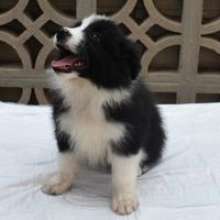 Cuccioli di Border Collie ( Bordercollie )