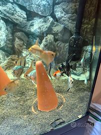 Pterophyllum scalari