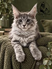Cucciola di razza Maine Coon con pedigree AFeF