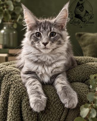 Cucciola di razza Maine Coon con pedigree AFeF