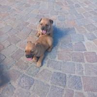 Cuccioli si regalono