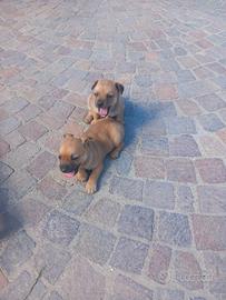 Cuccioli si regalono