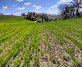 Terreno Agricolo e Boschetto con Vista