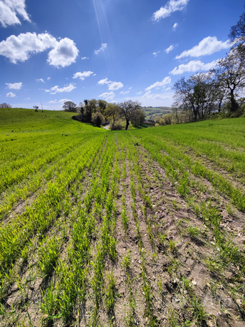 Terreno Agricolo e Boschetto con Vista