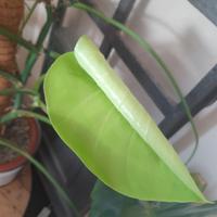 TALEE MONSTERA DELICIOSA