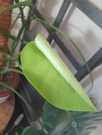 TALEE MONSTERA DELICIOSA