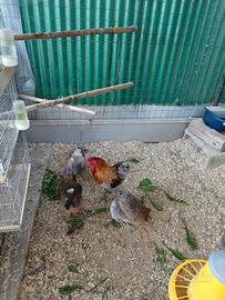 Galline