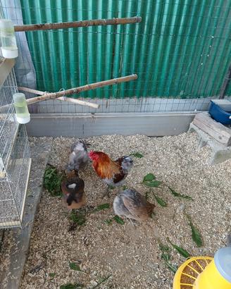 Galline
