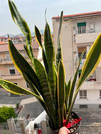 Pianta Sansevieria trifasciata