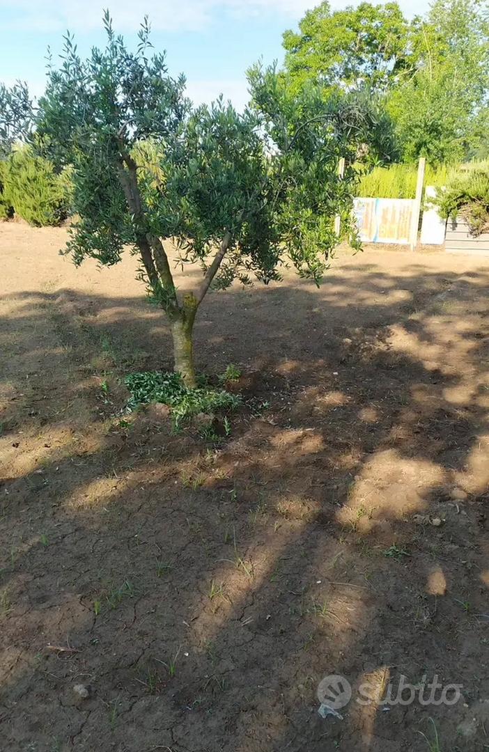 Appezzamento di terreno - Vista 5
