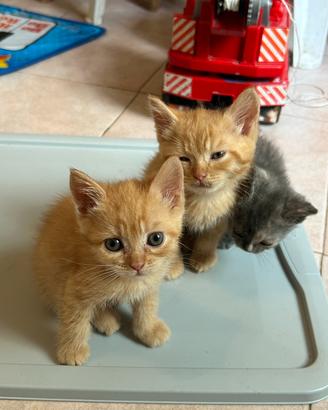 Gattina pelosetta dolce