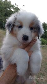cuccioli pastore australiano 