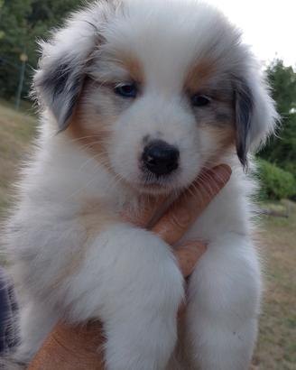 cuccioli pastore australiano 
