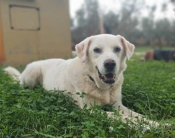 ZENO un vissuto tra gli orrori merita un riscatto