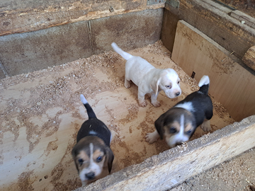 Cuccioli originali beagle