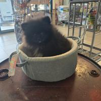 Spitz pomerania