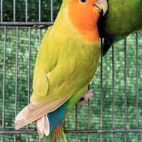 Inseparabile Agapornis Roseicollis