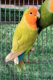 Inseparabile Agapornis Roseicollis