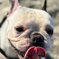 Bulldog francese