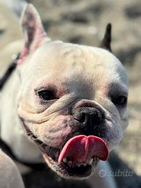 Bulldog francese