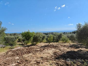 Terreno agricolo uliveto