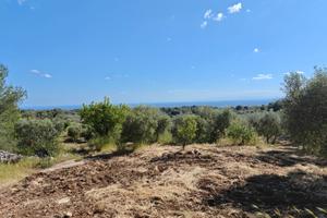 Terreno agricolo uliveto