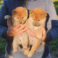 Shiba inu