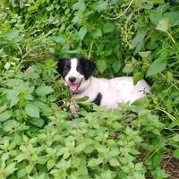 Setter inglese