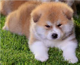 Akita inu con pedigree enci