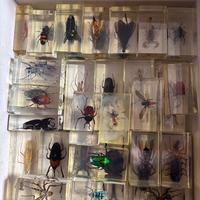 Collezione di insetti in resina
