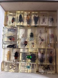 Collezione di insetti in resina