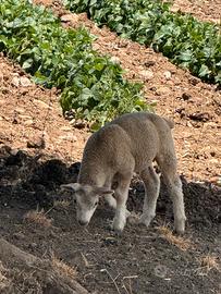 Agnelli texel