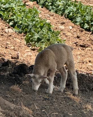 Agnelli texel