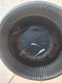 Pesci da laghetto