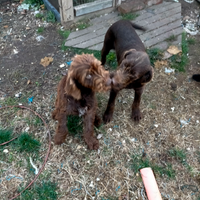 Cuccioloni bracco/lagotto
