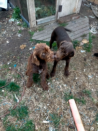 Cuccioloni bracco/lagotto