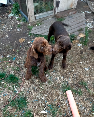 Cuccioloni bracco/lagotto